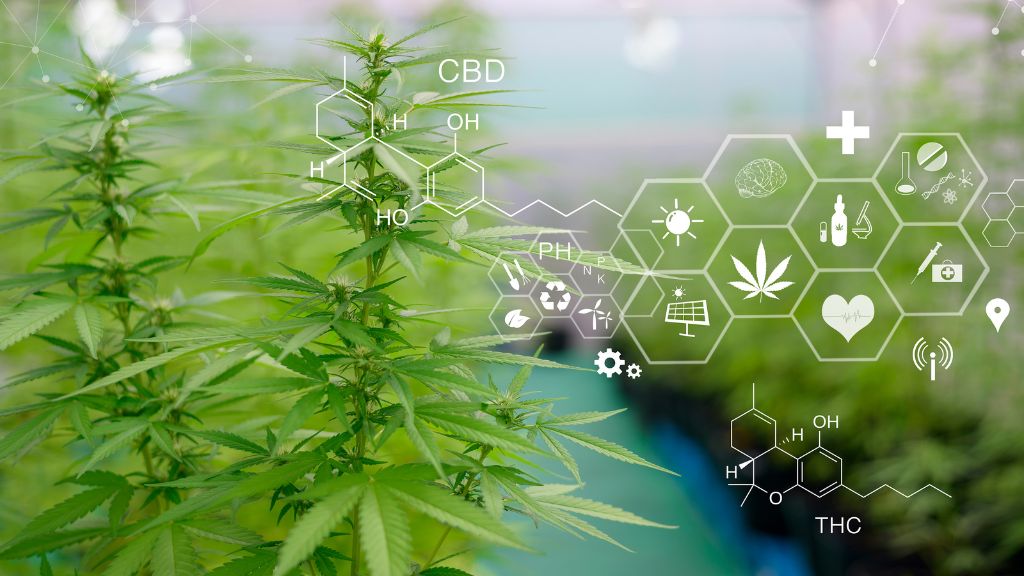 Maximize Cannabis Yield through Cannabis Facility Optimization and Data-Driven Cannabis Cultivation insights