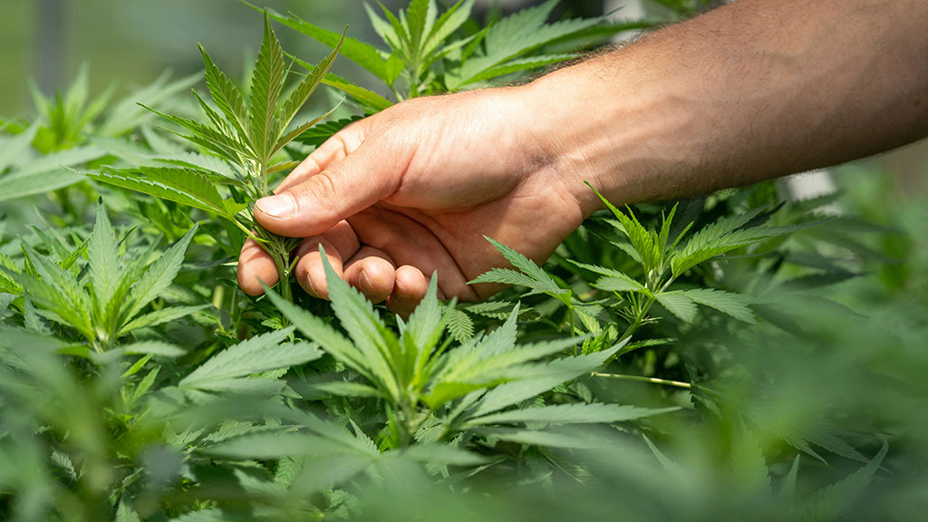 Cultivator inspecting cannabis leaves as part of a cannabis compliance system