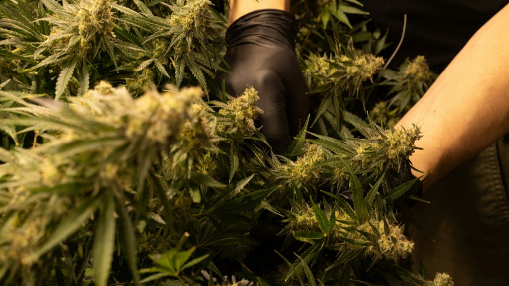 Cultivator inspecting large cannabis flowers during a cannabis cultivation turnaround