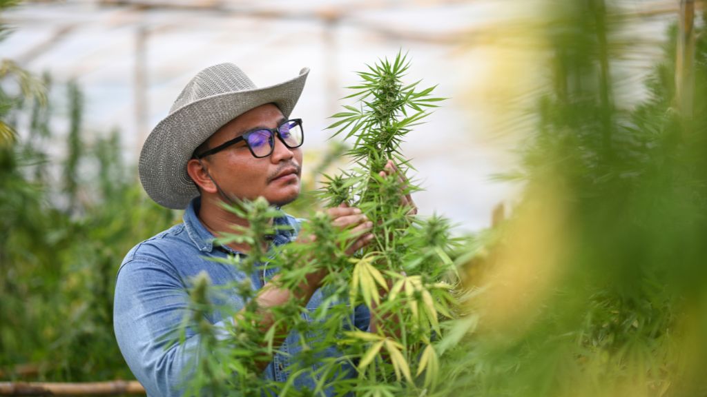 Cannabis grower inspects a healthy indoor cultivation after successful licensing, showcasing effective cannabis compliance, facility design, and operational planning.