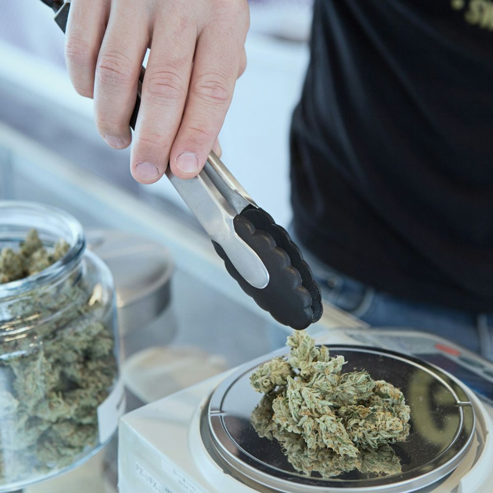 Budtender weighing cannabis flower for a licensed dispensary sale