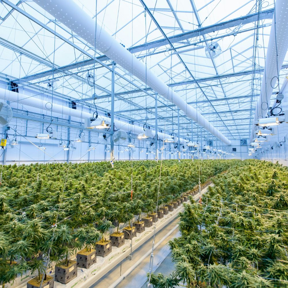 Bright cannabis greenhouse with thriving plants in a licensed cultivation facility