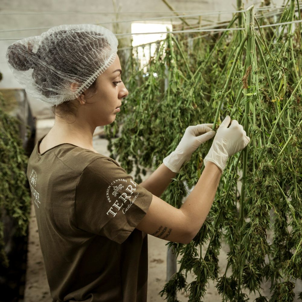 Cannabis cultivation worker inspecting drying flower in a licensed facility