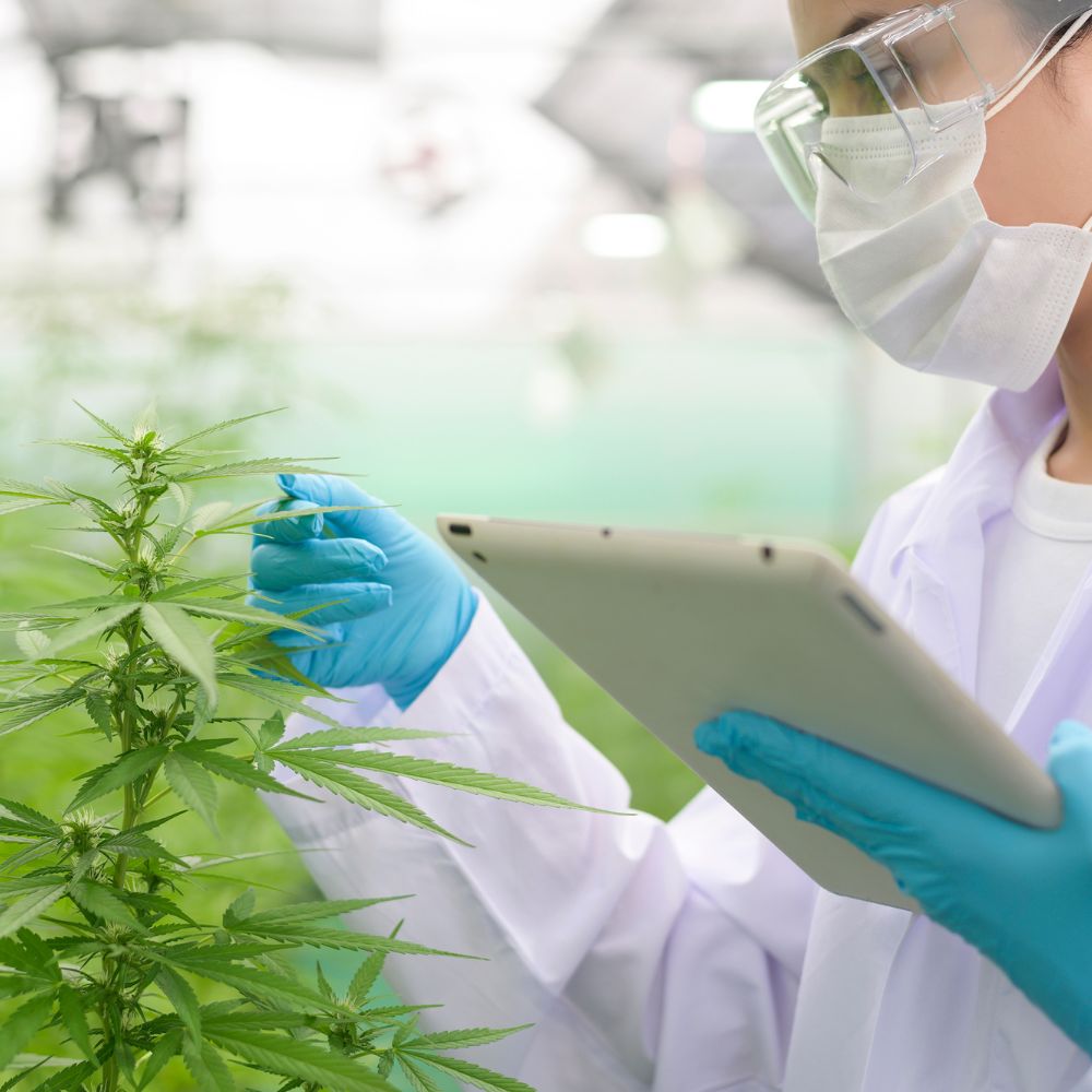 Cultivation employee gathering cannabis cultivation data through plant measurement and health checks