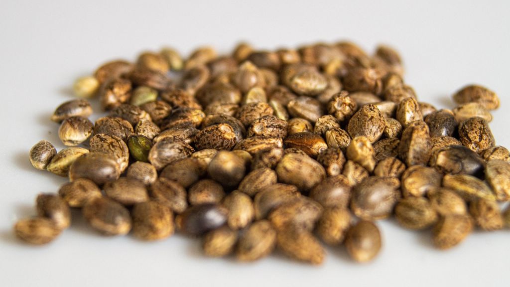 Cannabis seeds symbolizing new Minnesota cannabis microbusiness and mezzobusiness licensees planting the seeds for long-term growth through cannabis compliance and consulting.