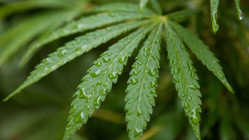 A wet cannabis leaf covered in droplets symbolizes freshness, compliance, and care—key ingredients for a strong dispensary customer experience and successful cannabis business operations.