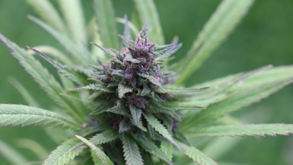 Close‑up of vibrant cannabis buds in full bloom, illustrating the premium flower used in Utah Medical Cannabis Pharmacy License operations.