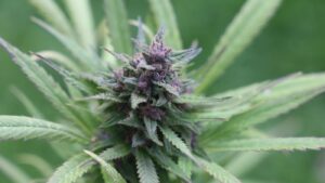 Close‑up of vibrant cannabis buds in full bloom, illustrating the premium flower used in Utah Medical Cannabis Pharmacy License operations.