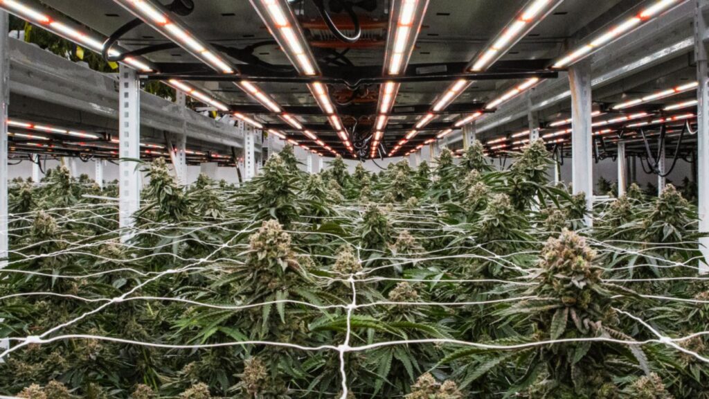 Vertical cannabis farming system with multiple shelving tiers of flowering cannabis plants under LED grow lights.