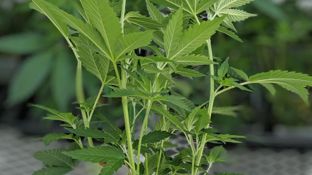 Healthy cannabis plant in vegetation stage thriving in a vertical cultivation facility under optimized lighting and airflow.