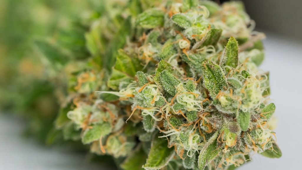 Close-up of cannabis flower cultivated under Nebraska cannabis cultivation license regulations.