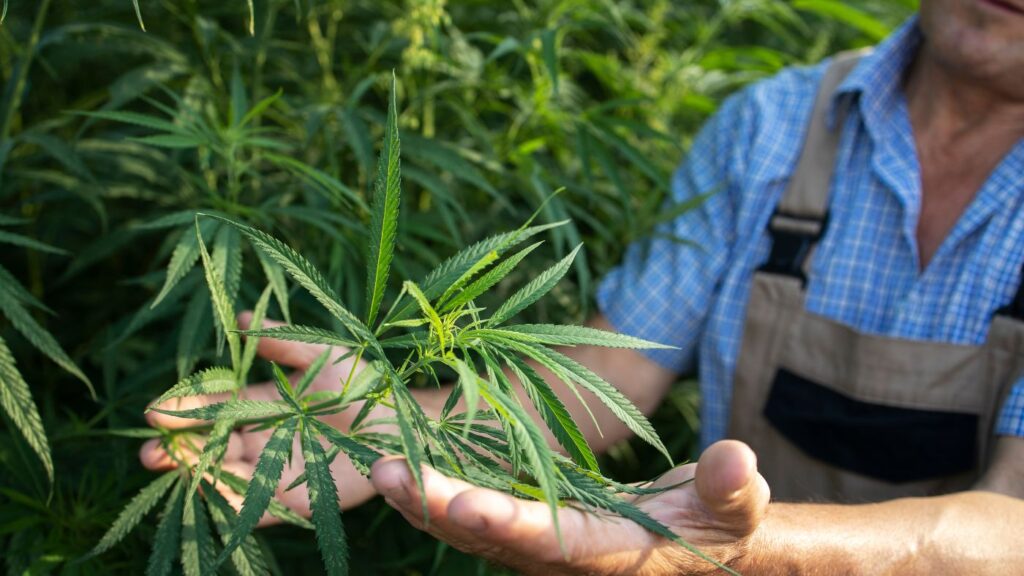 Nebraska cannabis cultivation license professional inspecting cannabis plant leaves inside a licensed grow facility.