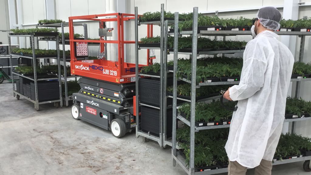 Cannabis propagation and clone management led by Catalyst BC consultant at HEXO greenhouse