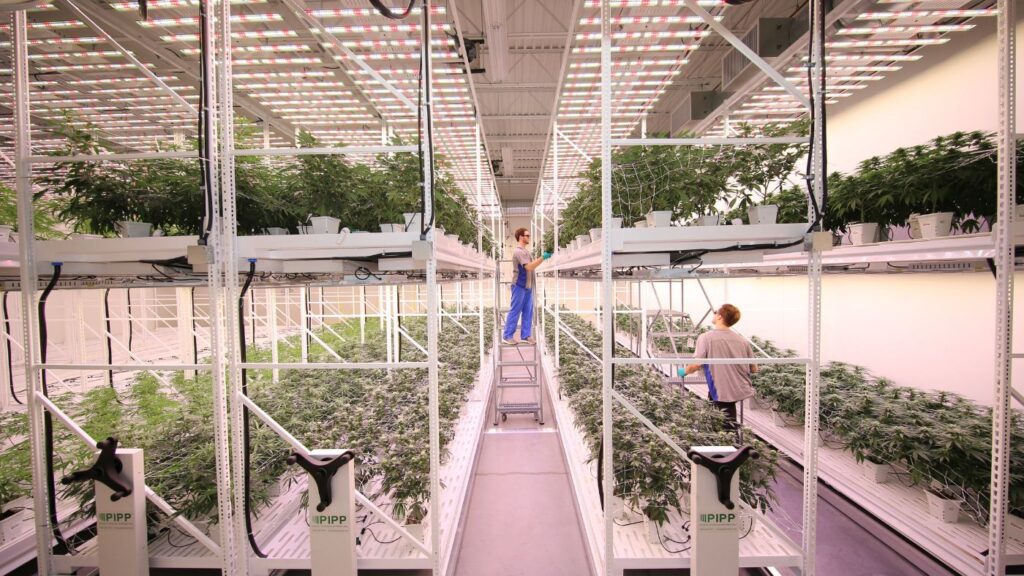 Cultivation workers tending to cannabis plants on a high-density vertical farming rack system. Use the Cannabis Vertical Farming Revenue Projector to calculate yield increases.
