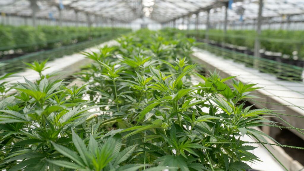A massive, vertically integrated indoor cannabis cultivation and processing facility in Florida, designed to meet OMMU pharmaceutical-grade standards.