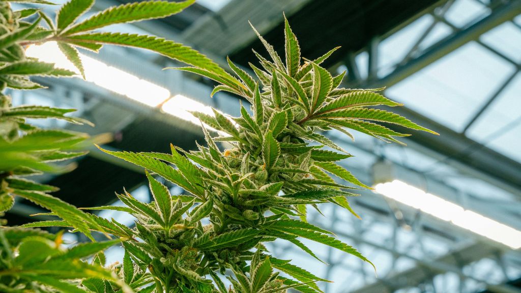 Macro close-up of a vibrant cannabis flower showing dense trichome coverage and healthy terpene development.