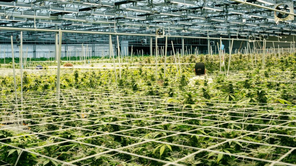 A high-yield commercial cannabis cultivation facility in Minnesota featuring flowering plants under automated LED lighting and climate control.