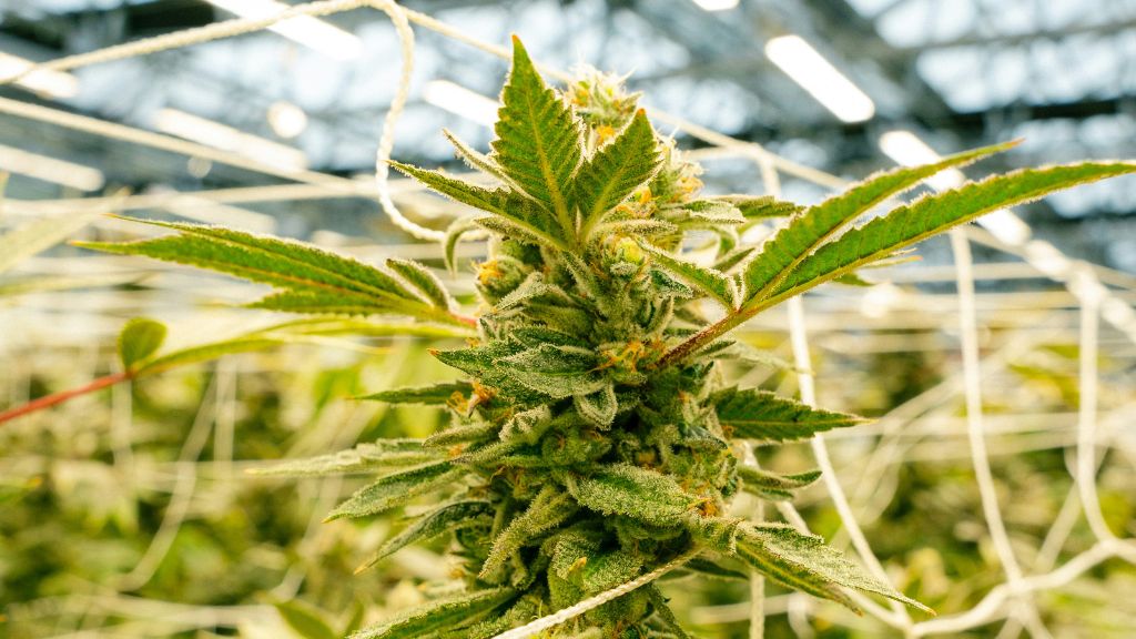 Macro close-up of healthy flowering cannabis plants in Nebraska, serving as the raw input for pharmaceutical-grade medical tinctures and capsules.