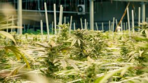 A high-tech, pharmaceutical-grade indoor cannabis cultivation facility in Nebraska designed for precision production under the state's strict 1,250-plant limit.