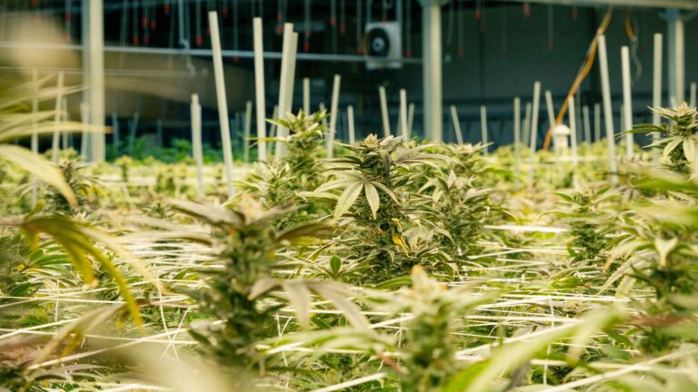 A high-tech, pharmaceutical-grade indoor cannabis cultivation facility in Nebraska designed for precision production under the state's strict 1,250-plant limit.