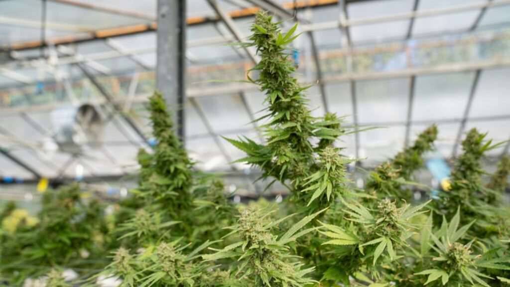 A large-scale, vertically integrated indoor cannabis cultivation and processing facility designed for North Carolina’s proposed "pharmaceutical-grade" medical market.