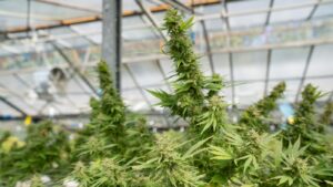 A large-scale, vertically integrated indoor cannabis cultivation and processing facility designed for North Carolina’s proposed "pharmaceutical-grade" medical market.