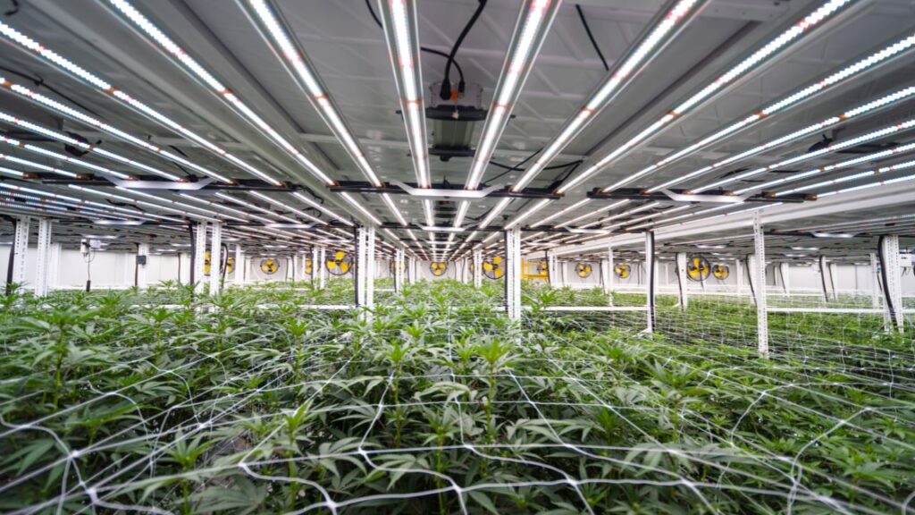 Vegetative cannabis canopy under LED lighting with large industrial hanging fans for airflow optimization.