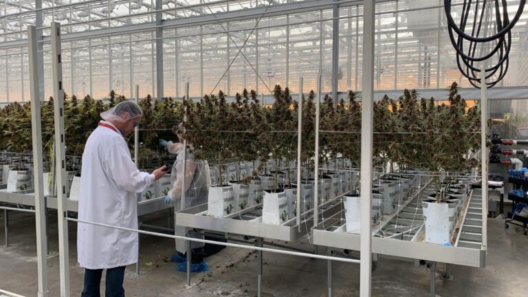Catalyst BC consultant recording air, environmental, and plant data measurements within a cultivation facility.