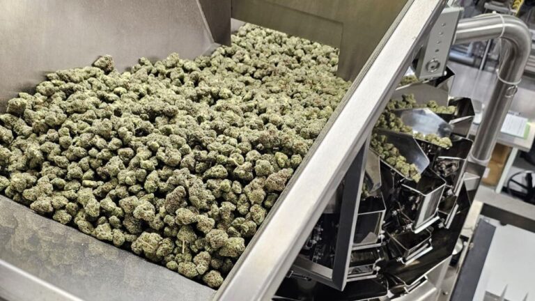 Top-down view of an automated cannabis packaging machine being loaded with precision-trimmed flower.