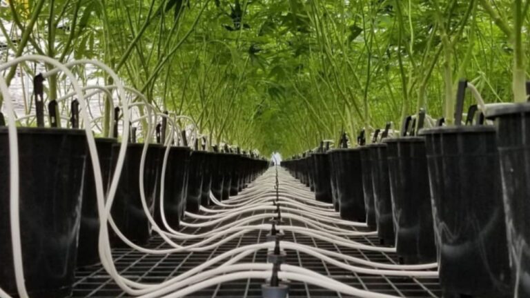 Close-up of a commercial drip irrigation system delivering nutrients and water to potted cannabis at Harborside Farms.
