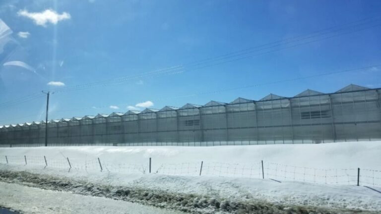 Exterior view of the Hexo Venlo glasshouse row spanning over 1 million square feet.