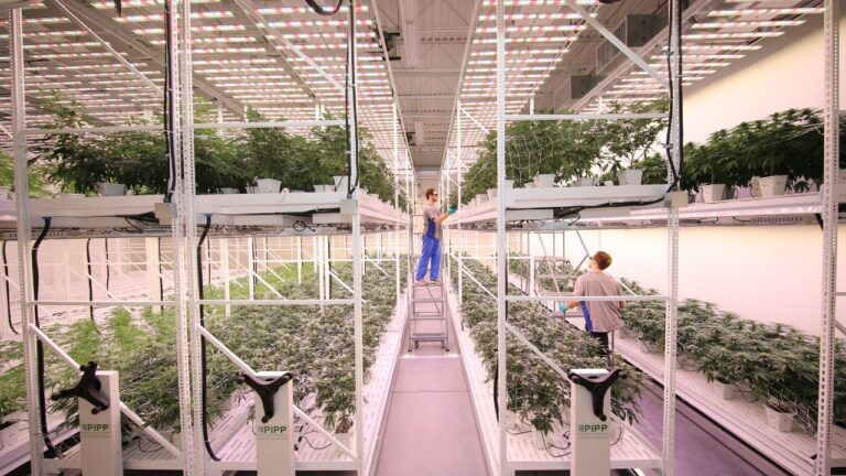Catalyst BC consultants and LeafLine Cultivation Director inspecting vibrant plants in an organized vertical grow room.