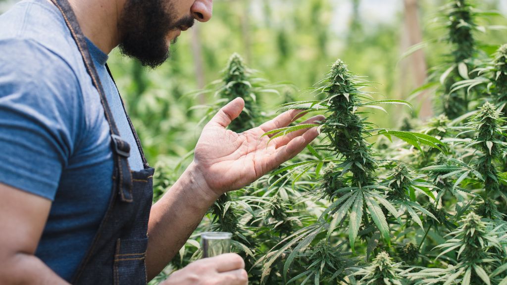 A cannabis cultivation professional inspecting a flowering cannabis plant in a licensed Missouri facility.