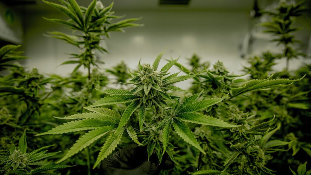 Close-up of cannabis leaves in a licensed commercial cultivation facility in Missouri's regulated cannabis market.