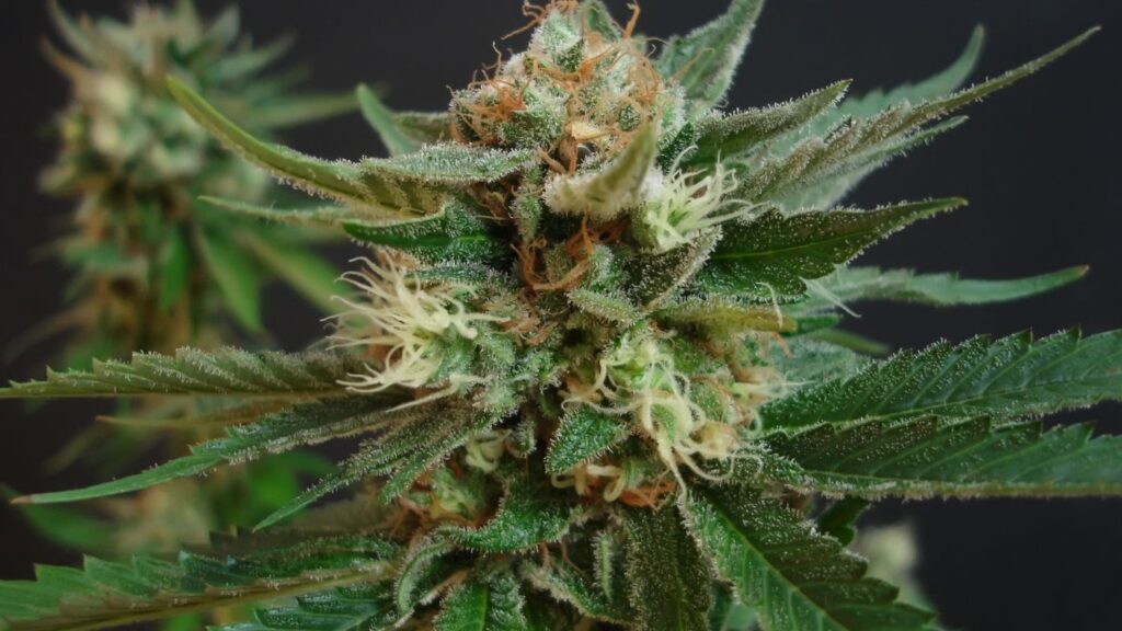 Close-up of a healthy flowering cannabis bud, the product at the center of a Missouri cannabis microbusiness license operation.