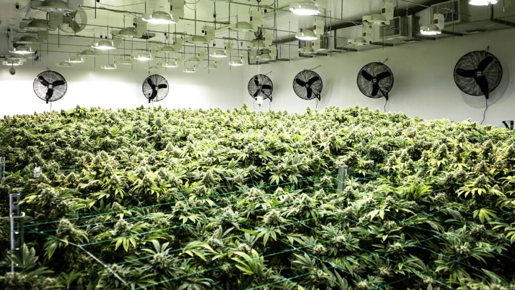 Interior of a commercial cannabis cultivation facility with flowering plants under grow lights and overhead circulation fans.