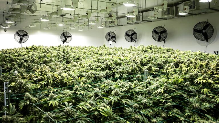 Interior of a commercial cannabis cultivation facility with flowering plants under grow lights and overhead circulation fans.