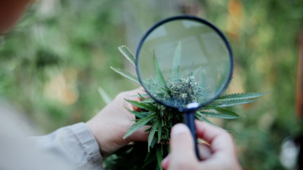 A cannabis cultivation professional using a magnifying glass to closely inspect a flowering cannabis plant.