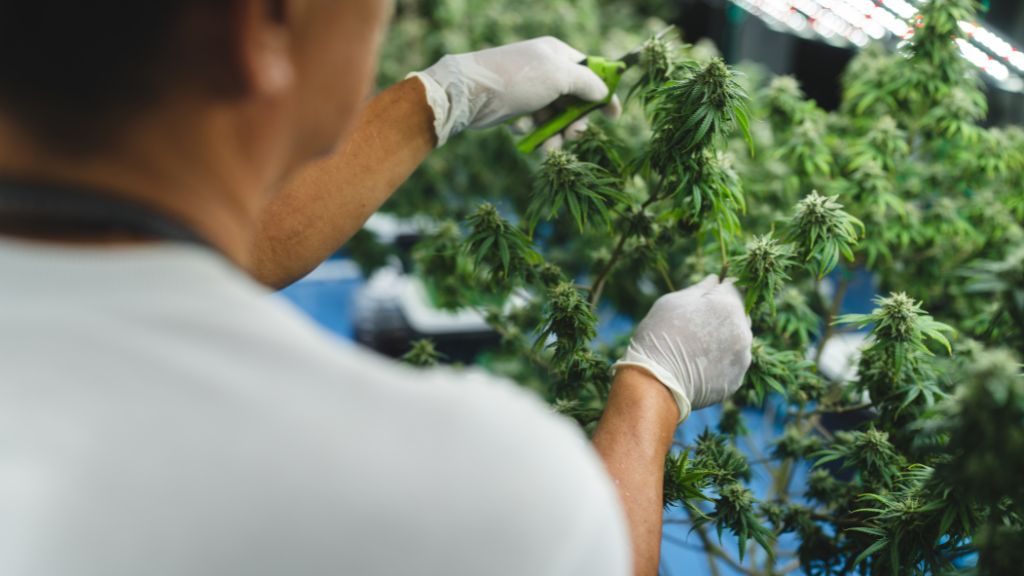 A cultivation worker inspecting flowering cannabis plants in a licensed commercial grow facility.