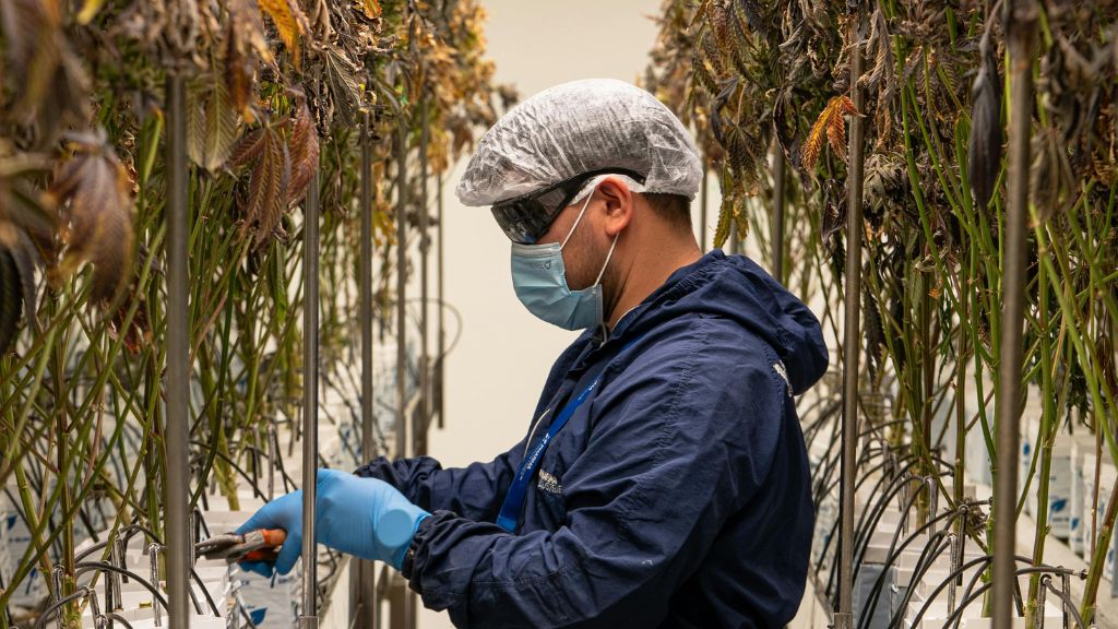 A cultivation worker trimming flowering cannabis plants between two rows in a commercial grow facility.