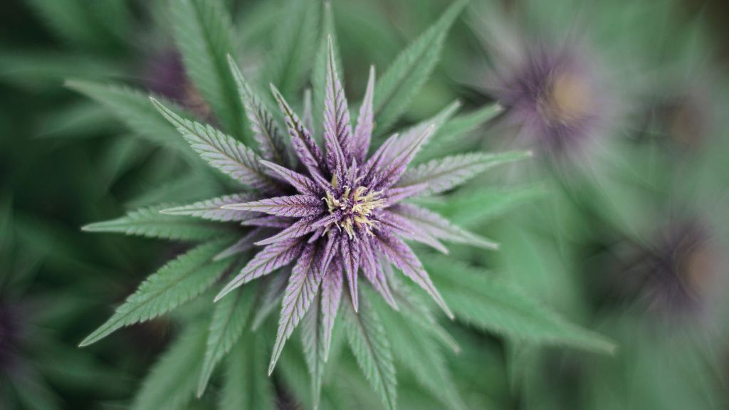 Close-up of a dense, mature cannabis flower nearing harvest in a licensed cultivation facility.