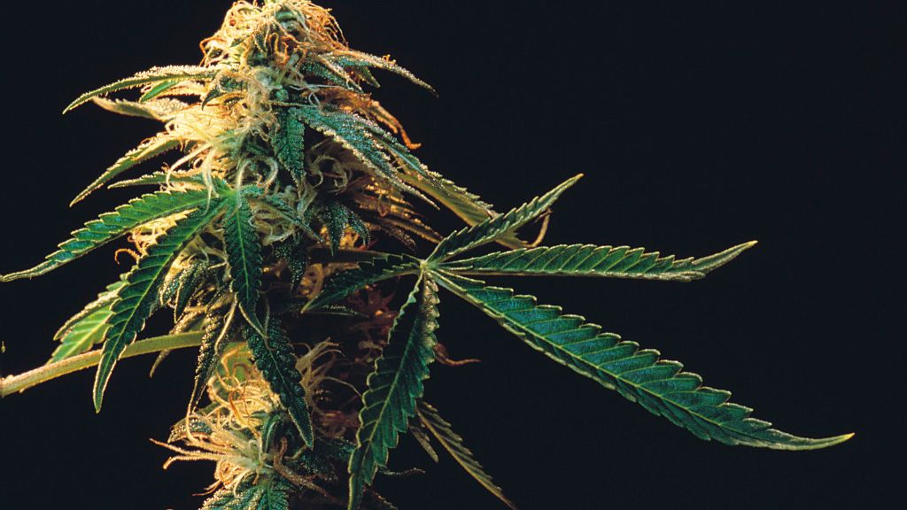 Close-up of a flowering cannabis plant in a licensed Missouri cultivation facility.
