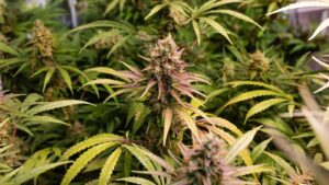 Close-up of a large, mature cannabis flower nearing harvest in a licensed cultivation facility.
