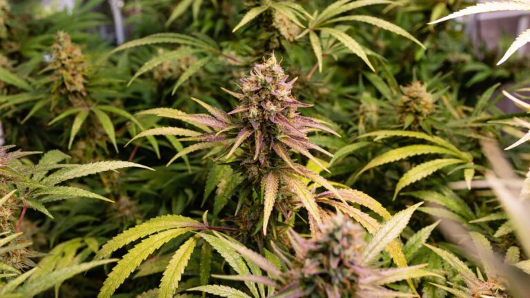 Close-up of a large, mature cannabis flower nearing harvest in a licensed cultivation facility.