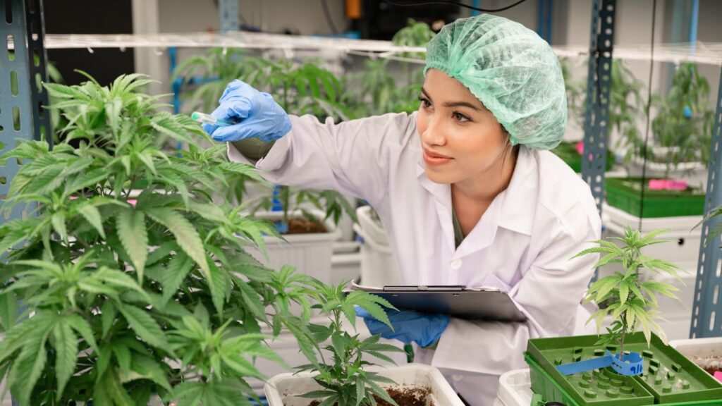 A cannabis cultivation professional in protective clothing inspecting a plant, representing the wholesale microbusiness license path.