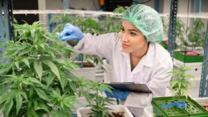 A cannabis cultivation professional in protective clothing inspecting a plant, representing the wholesale microbusiness license path.