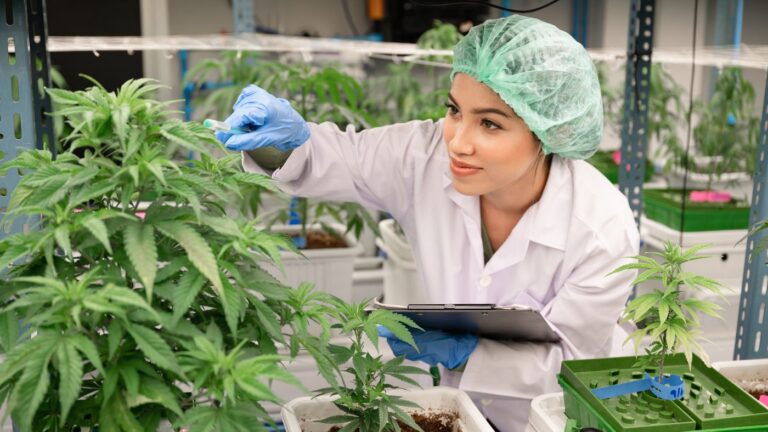 A cannabis cultivation professional in protective clothing inspecting a plant, representing the wholesale microbusiness license path.