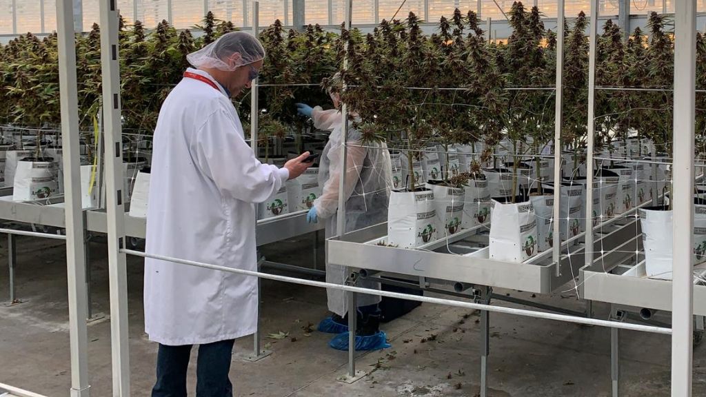 A Catalyst BC consultant taking notes while inspecting plants in an indoor cannabis cultivation facility.