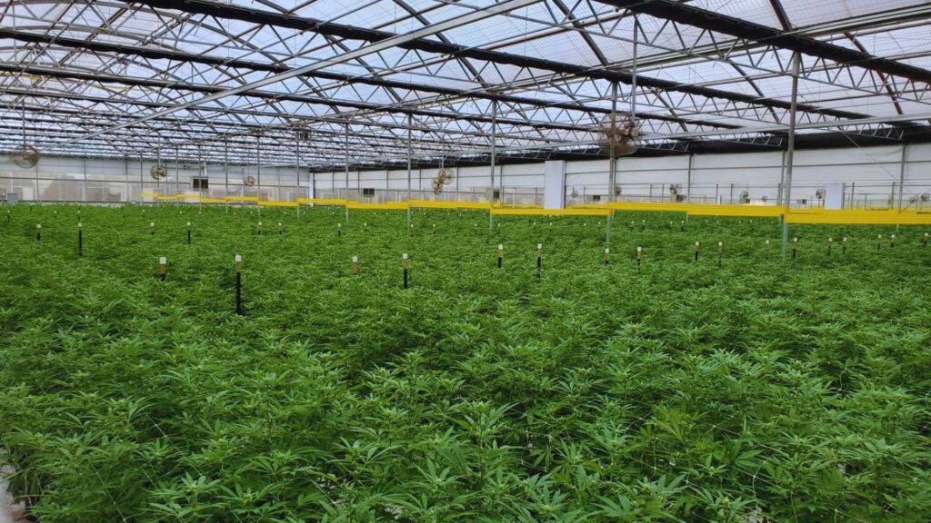 Healthy indoor cannabis cultivation facility operating under a Virginia cannabis cultivation license.