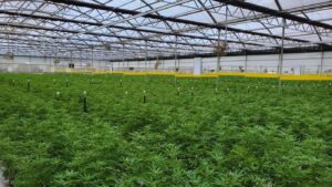 Healthy indoor cannabis cultivation facility operating under a Virginia cannabis cultivation license.